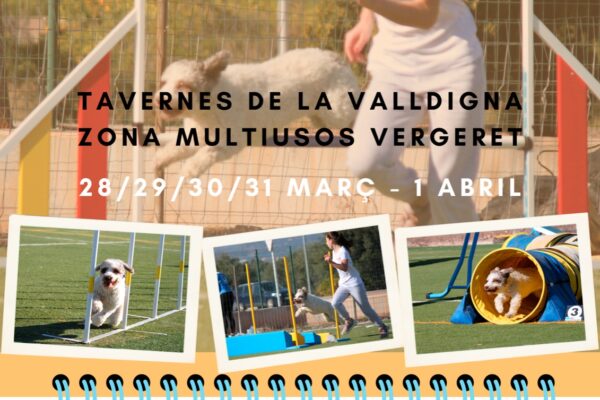 Tavernes acoge una prueba puntuable para el Campeonato de España de Agility con más de 150 perros participantes